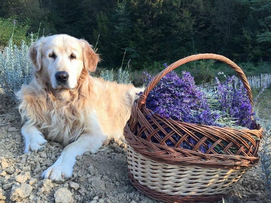 Un golden retriever lângă un coș cu lavandă