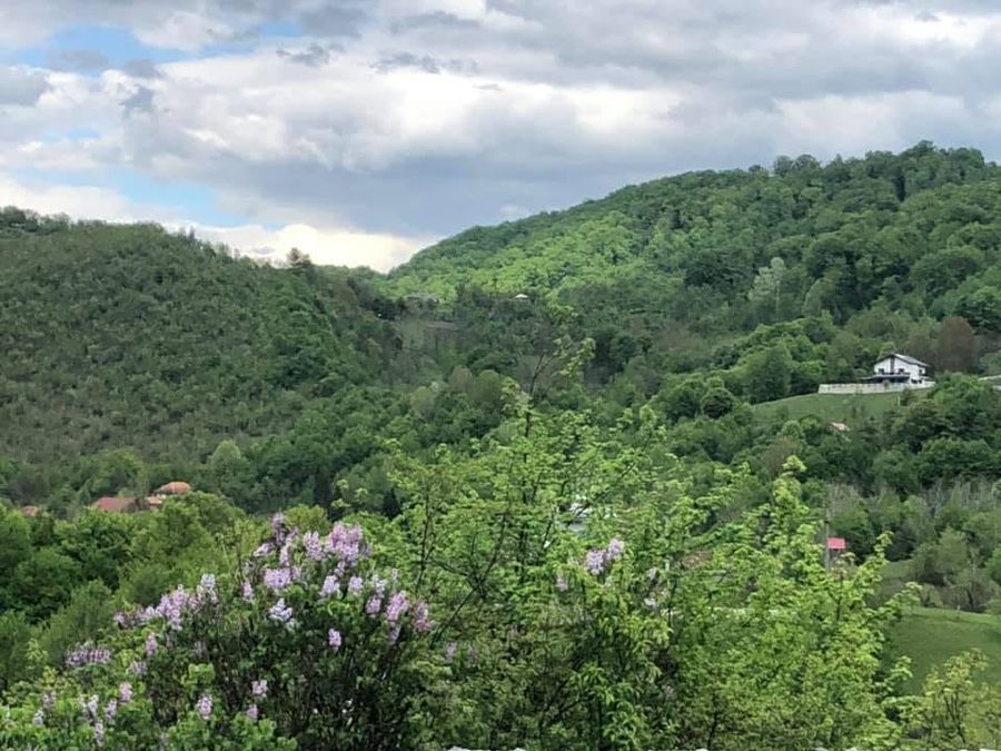 Liliac înflorit pe dealurile verzi